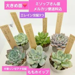 2025年最新】ミソップ苗の人気アイテム - メルカリ