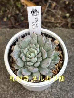 2025年最新】ザラゴーサspノバの人気アイテム - メルカリ