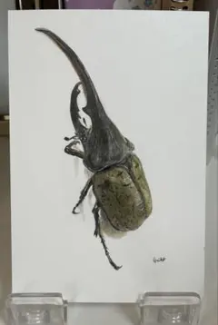 3 HORN RHINOCEROS BEETLE 標本 - メルカリ