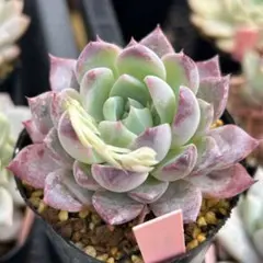 2026年最新】実生苗の人気アイテム - メルカリ