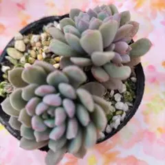 ケロケロp様 リクエスト 2点 まとめ商品