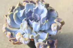 【お得♪@2480】スリラーパール群生（4頭） お得♪@2480】スリラーパール群生（4頭）