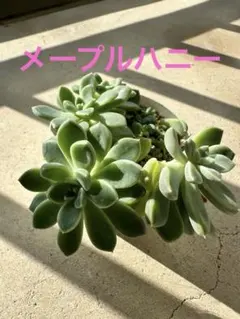 多肉植物♡メイプルハニー♡ぼのぼのさん〜苗〜ポットごと発送のお値段
