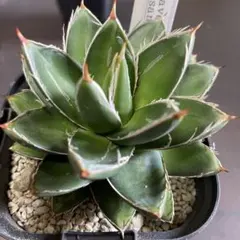 風迅アガベ　王妃笹の雪　B型　キンピー 中斑 4株 アガベ キンピー 王妃笹の雪B型錦 季節冴え中斑① | hanayoshi