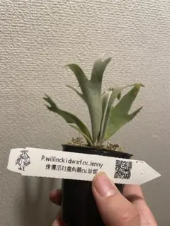 2025年最新】willinckii jennyの人気アイテム - メルカリ