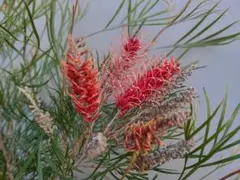 2025年最新】グレビレア ピンクサプライズの人気アイテム - メルカリ