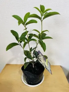 アオダモ　約：220cm　と　金木犀　約：140cm　まとめ売り アオダモ 約：220cm と 金木犀 約：140cm まとめ売り 楽天市場】庭木