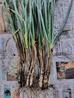 坊主しらずネギ苗 80本 抜き苗 万能ネギ 無限ネギ 家庭菜園 プランター