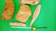 流木　　（淡水）５点