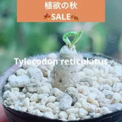 早い者勝ち☆発根促進処理済み♪】 チレコドン レティキュラーツス