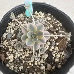 子持ち蓮華錦 鏡花 抜き苗p - メルカリ