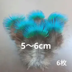 孔雀の羽根　ブルーネック　6枚