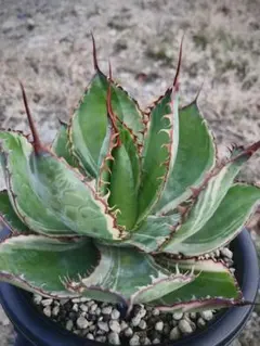 新種】アガベ モンタナ 白覆輪斑｜国内流通少・艶肌美株（発根済み