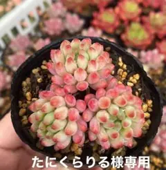 2026年最新】多肉植物抜き苗の人気アイテム - メルカリ