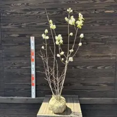 4年生 ジューンベリー苗木／花芽つき 樹高140センチ 5号鉢 シンボル