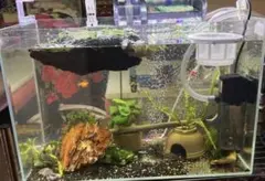 引き取り限定！大型アクリル水槽 、1500✖︎700✖︎500 おまけ付き 引き取り限定！大型アクリル水槽 、1500✖︎700✖︎500 おまけ付き