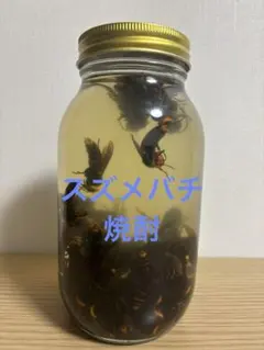 【400匹】オオスズメバチ焼酎 スズメバチの お酒