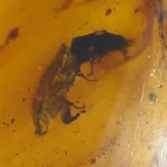 2025年最新】昆虫 琥珀の人気アイテム - メルカリ