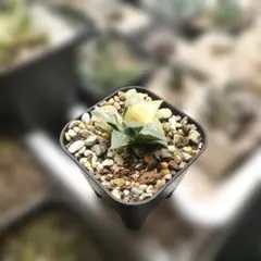 2025年最新】ハオルチア ハオルチア 酒呑童子の人気アイテム - メルカリ