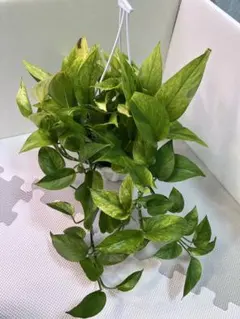 しろ吉　プロフ読んでお取引願います‼️様 リクエスト 2点 まとめ商品