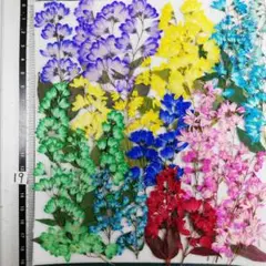 ヒメウツキ゚染め　No19 押し花 押し花素材 @¥850