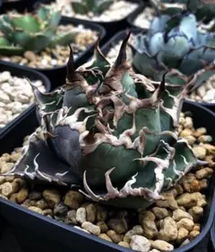 2025年最新】アガベハデスの人気アイテム - メルカリ