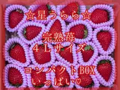 おぱんちゅ苺♡星うらら♡完熟苺♡４Ｌサイズ♡コンパクトBOXいっぱい♡