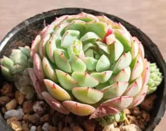 mo様 リクエスト 2点 まとめ商品