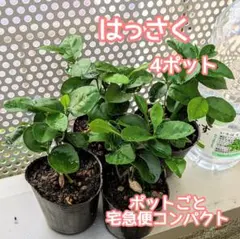 増量】はっさく 実生苗4ポット 宅急便コンパクト 柑橘苗 - メルカリ