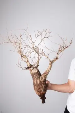 LP87 オペルクリカリア パキプス コーデックス ベアルート株 LP87 オペルクリカリア パキプス コーデックス ベアルート株 LP87