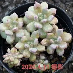 多肉植物ラブリーローズ抜き苗 - メルカリ