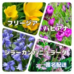 ⑤ 春咲き球根セット　フリージア　バビアナ　シラーカンパニュラータ　✵匿名配送のサムネイル