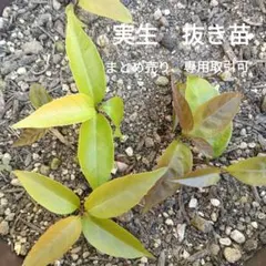 アラカシ　実生苗　二年生　どんぐりのサムネイル
