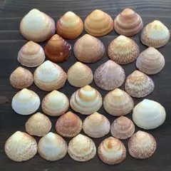 No486 二枚貝 ベッコウ色 天然貝殻 セット