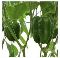 ポット上げ中！ちぐさピーマン発芽苗5セット手作り苗タグ付き