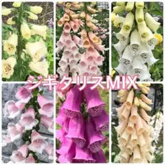 ジギタリス MIX 300粒〜　花の種