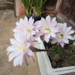 多肉植物 丸弁八重咲き花サボテン・【渓白丸】 レア - メルカリ