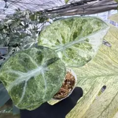 アロカシア メロ オーレア 斑入り 芋1つ - メルカリ