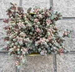多肉植物 セダム トリカラー  抜き苗♡ 多肉植物 セダム ☆トリカラー☆ 抜き苗 - メルカリ