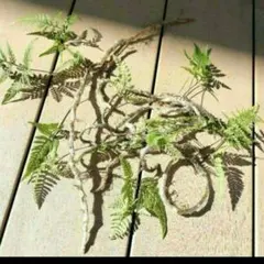 白木(プロフは読まなくていいよ)様 リクエスト 2点 まとめ商品