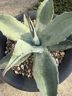 2025年最新】オバティフォリア オルカの人気アイテム - メルカリ