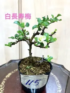 美形‼️】長寿梅 盆栽 小品盆栽 ミニ盆栽 (真柏 五葉松 黒松 赤松