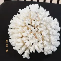 天然の珊瑚