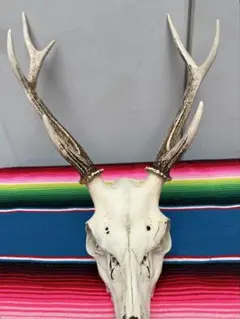 鹿の角トロフィー　インテリア　置物　(2)