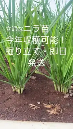 断捨離中❤︎おまとめ送料込み対応あり様 リクエスト 2点 まとめ商品