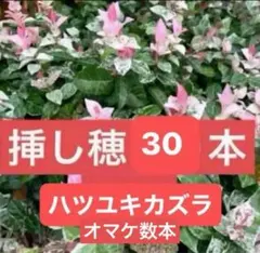 2026年最新】挿し穂の人気アイテム - メルカリ