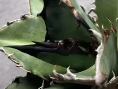 オアハカ　ワイルド　親株 2025年最新】Yahoo!オークション -オアハカ 子株の中古品・新品