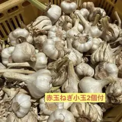 京都府産 生にんにく 新にんにく 無農薬 箱込み2kg 6月収穫 - メルカリ