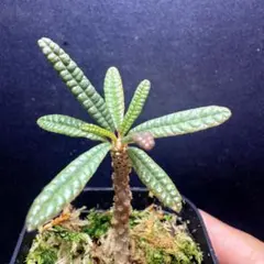 ドルステニア ギガス I & L セット ドルステニアギガス | STORES