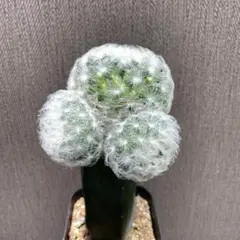 SORA♡今は購入専門です❤︎様 リクエスト 2点 まとめ商品